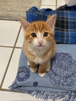 Hobbs (bonded to Margaery), Baby Male unknown