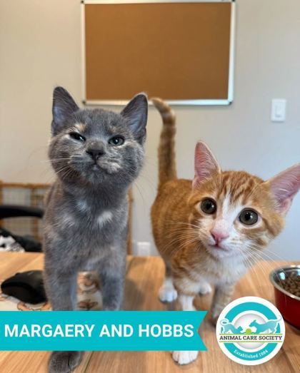 Margaery (bonded to Hobbs)