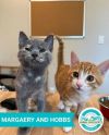 Margaery (bonded to Hobbs) photo 1