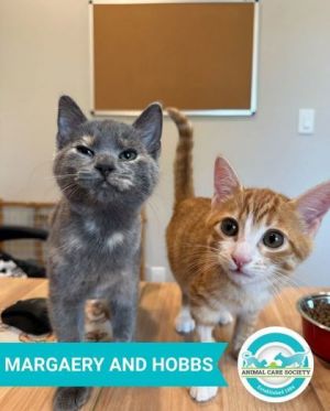 Margaery (bonded to Hobbs), Baby Female unknown