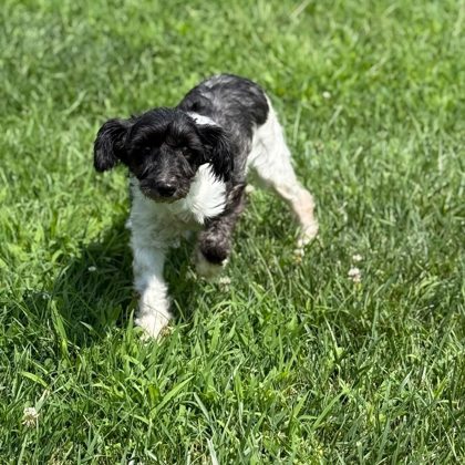 Greta, an adoptable Schnauzer, Mixed Breed in Harbor Springs, MI, 49740 | Photo Image 1