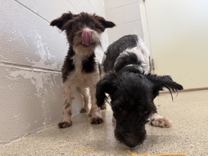 Greta, an adoptable Schnauzer, Mixed Breed in Harbor Springs, MI, 49740 | Photo Image 2