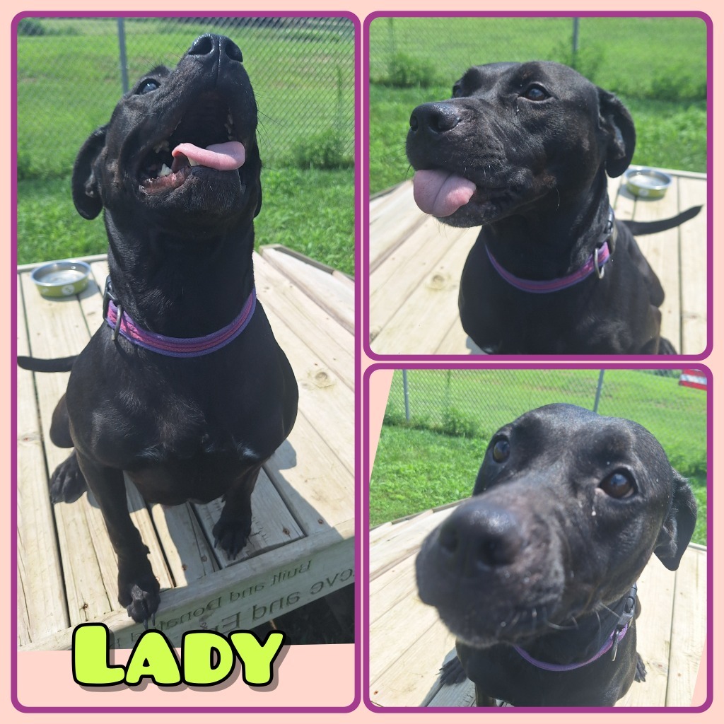 Lady