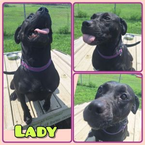 Lady, Adult Female unknown