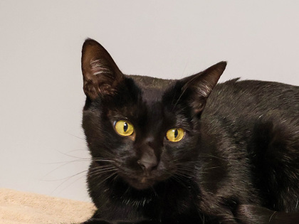 Ember, an adoptable Domestic Short Hair in Longmont, CO, 80501 | Photo Image 1
