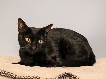 Ember, an adoptable Domestic Short Hair in Longmont, CO, 80501 | Photo Image 2