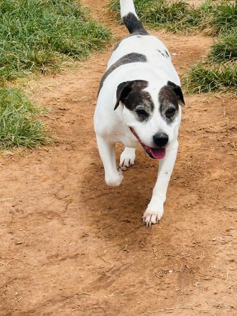 Pepper