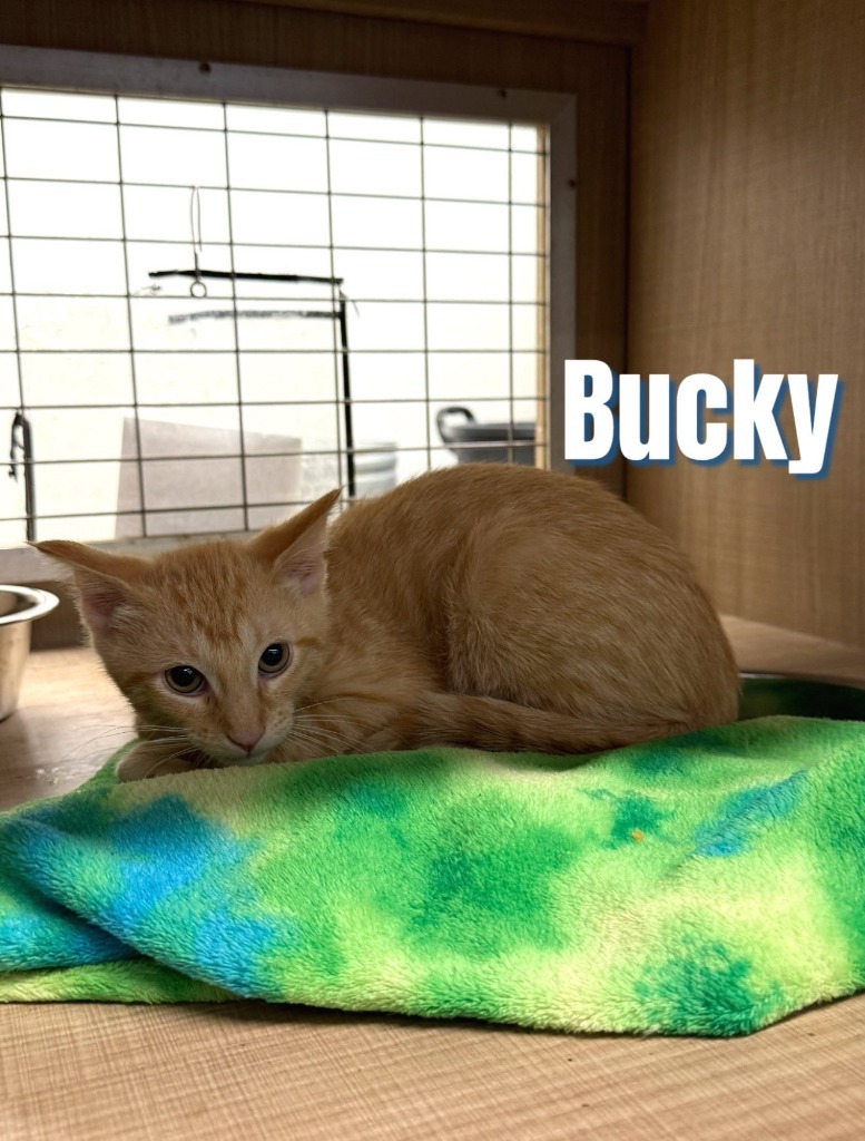 Bucky