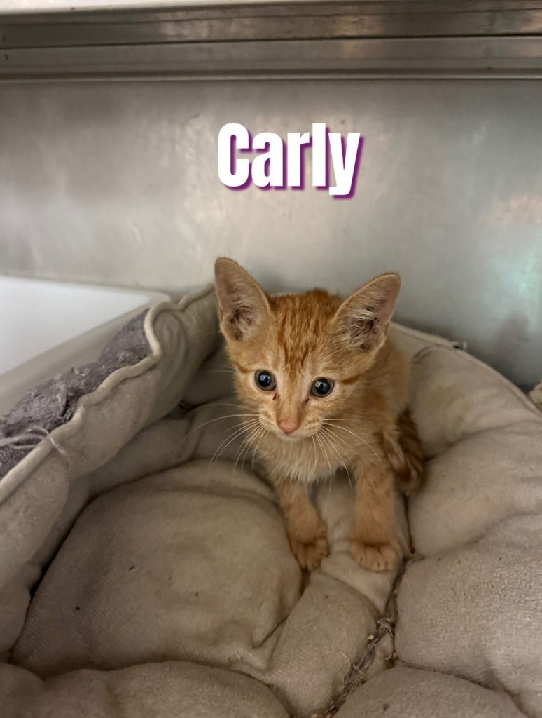Carly