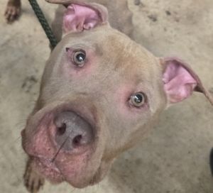 Bella, Adult Female unknown