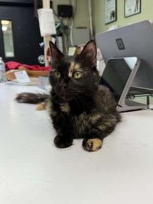 Reese, Adult Female unknown