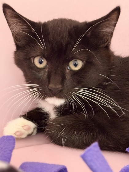Mickey, an adoptable Domestic Medium Hair, Domestic Short Hair in Walla Walla, WA, 99362 | Photo Image 1