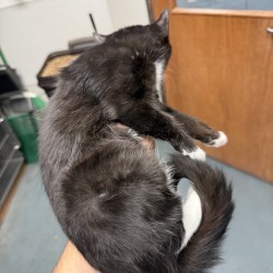 Mickey, an adoptable Domestic Medium Hair, Domestic Short Hair in Walla Walla, WA, 99362 | Photo Image 2