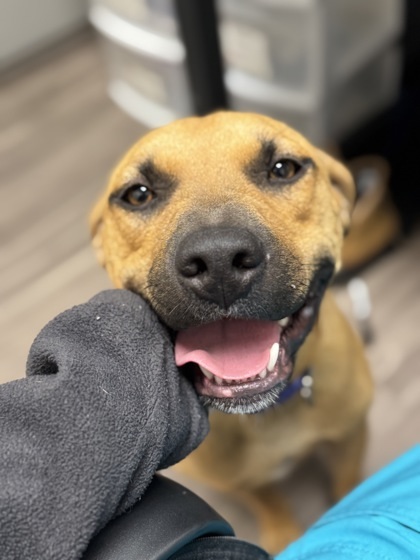 Benji