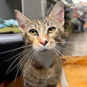 Hannah Montana, Adult Female unknown