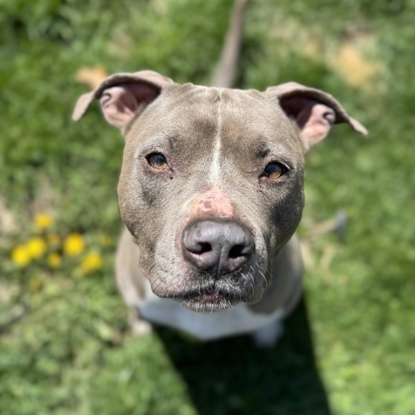Daisy