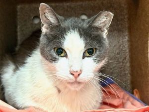 Pewter, Senior Male unknown
