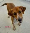 Sasha photo 2