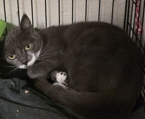 Ash, Adult Female unknown