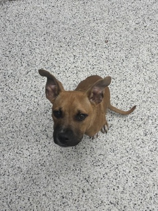 Scoobert (Trial Adoption)
