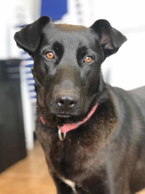 Toffee -Annie, an adoptable Labrador Retriever, Shepherd in Ashland, WI, 54806 | Photo Image 1