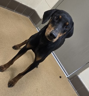 Lucky, Adult Female unknown