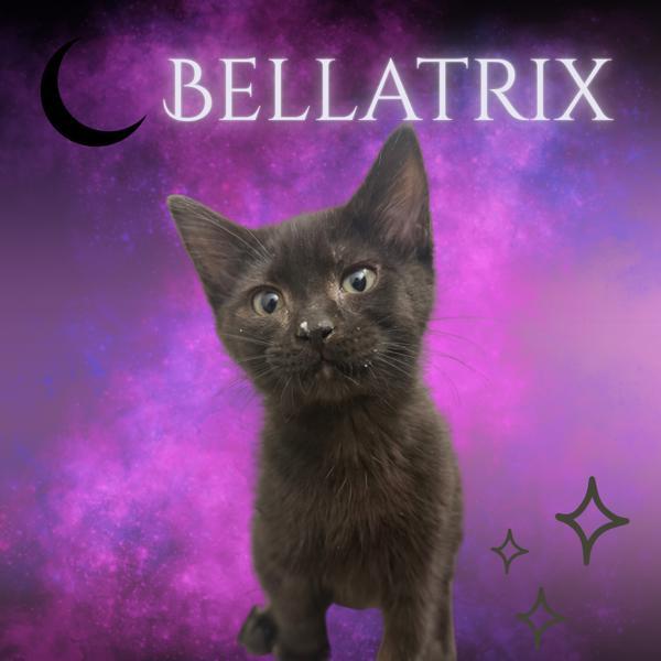 Bellatrix