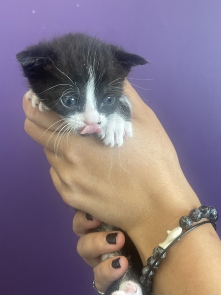 Tuxine
