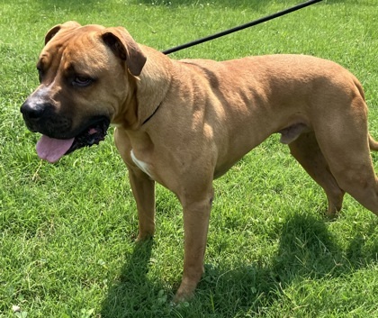 Tyson