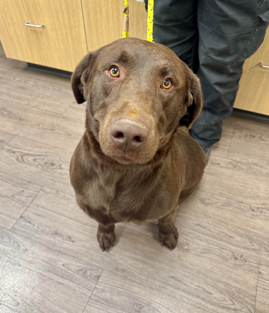 Moose, an adoptable Labrador Retriever in Gillette, WY, 82716 | Photo Image 1