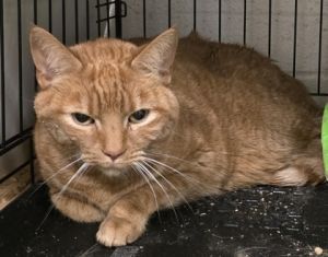 Granger, Adult Male unknown