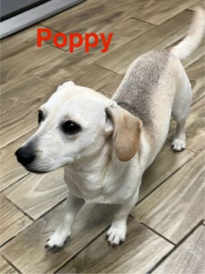 Poppy, Adult Male unknown