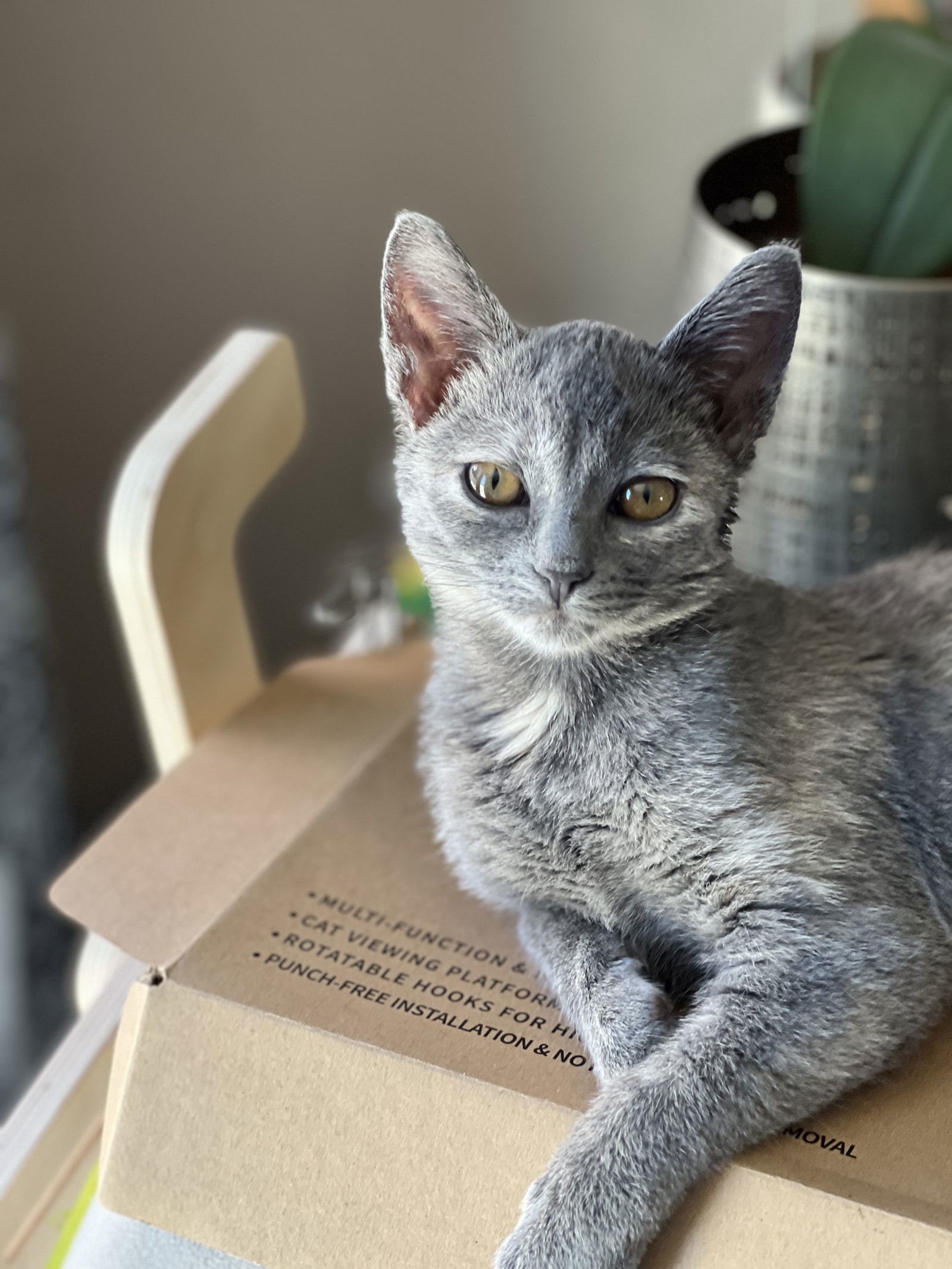 Pepper