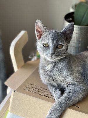 Pepper, Baby Female unknown
