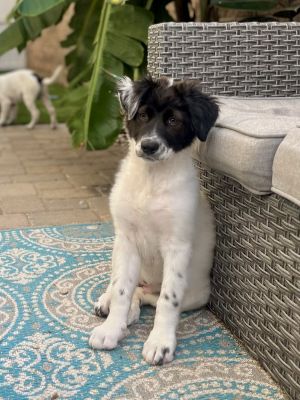 Fanta, Baby Female unknown