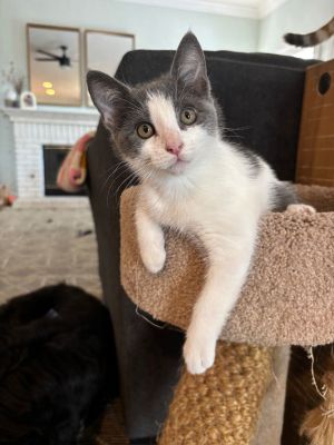 Pretzel, Baby Female unknown