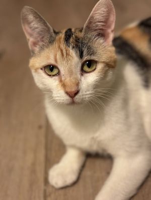 Bagel, Adult Female unknown