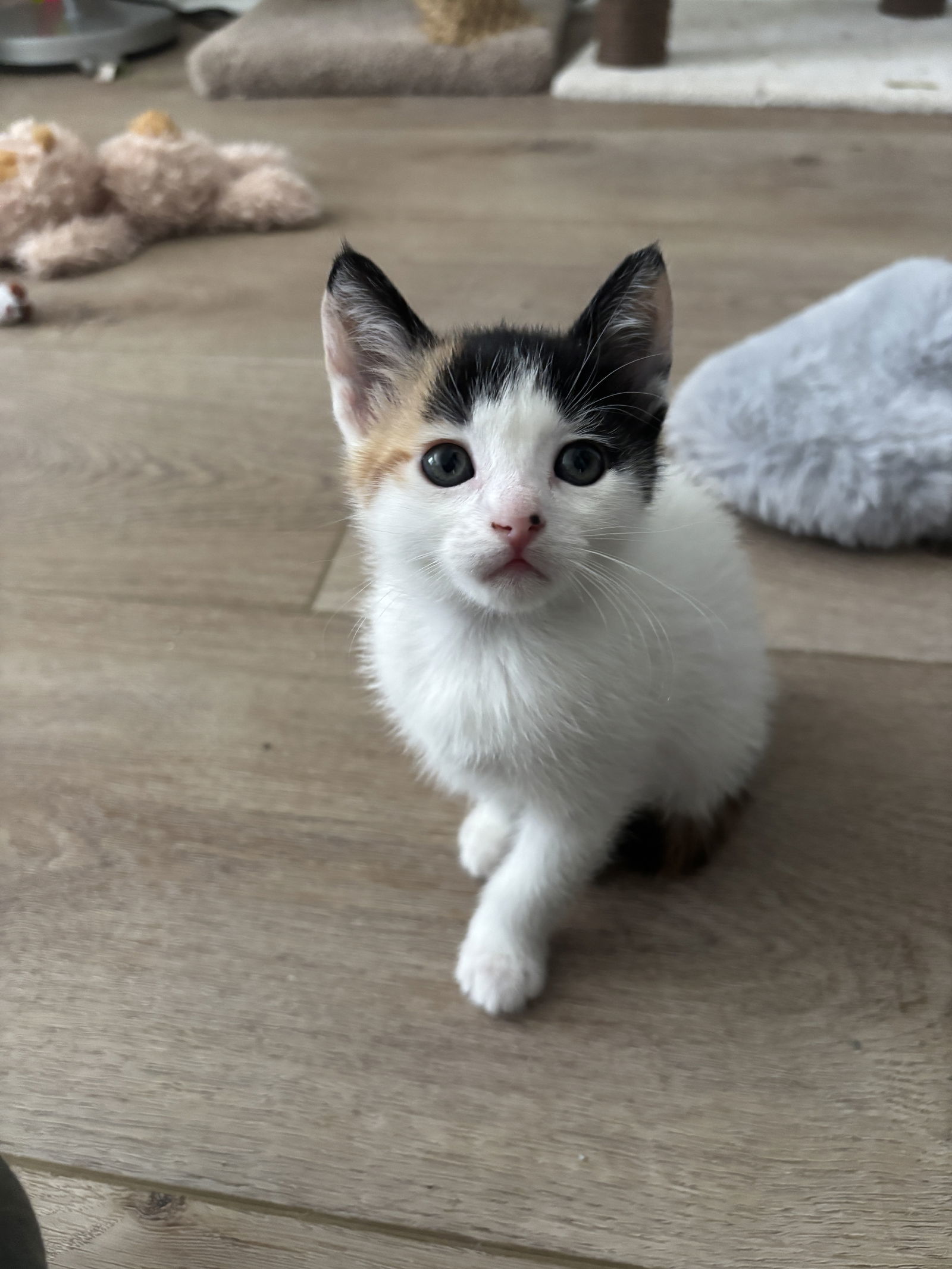 Sesame