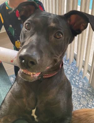 Olive, Adult Female unknown