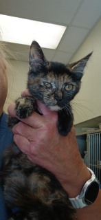 Felicia, Baby Female unknown