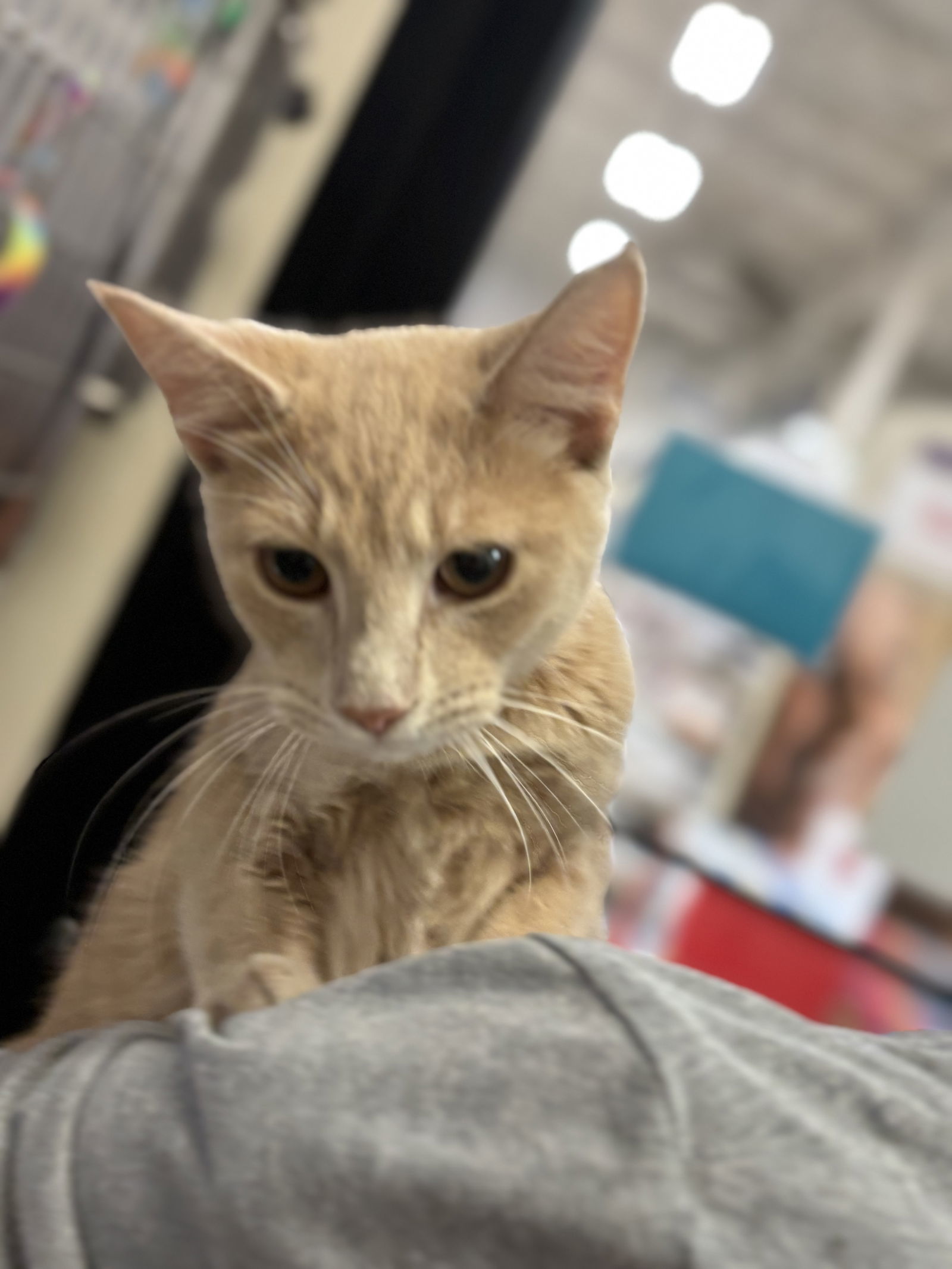 Calvin: Not at the shelter (Debra)