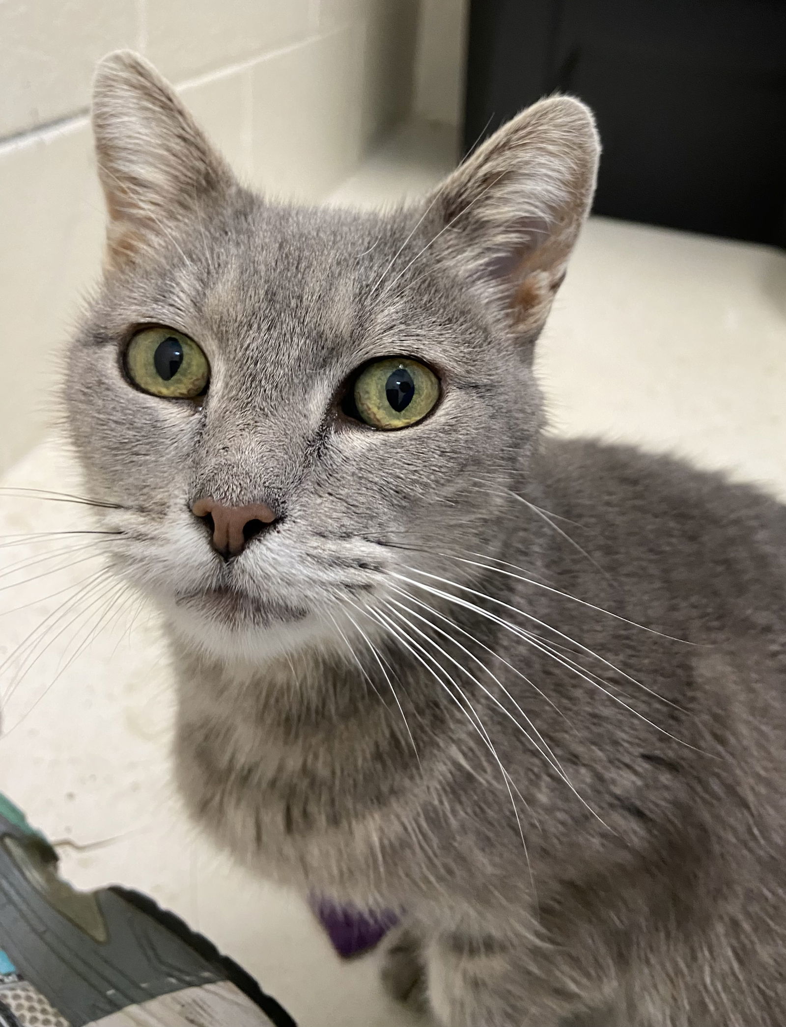 Anita: At shelter