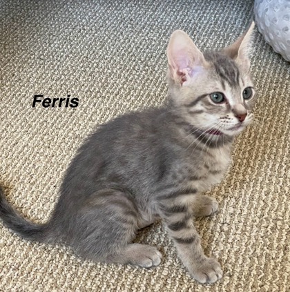 Ferris
