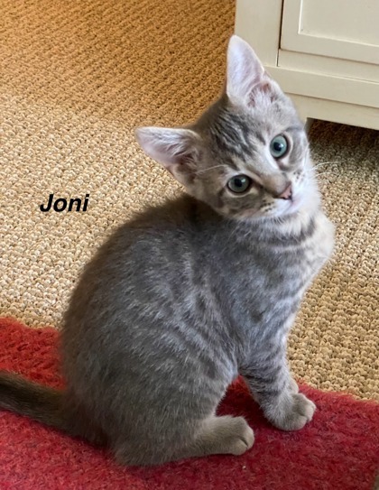 Joni