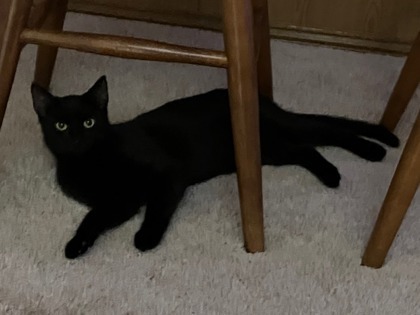 Gloria