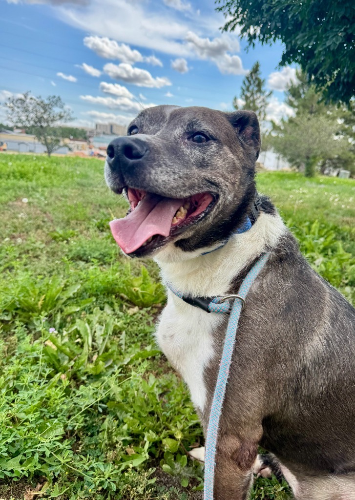 Luna, an adoptable Catahoula Leopard Dog, Mixed Breed in Gillette, WY, 82716 | Photo Image 1