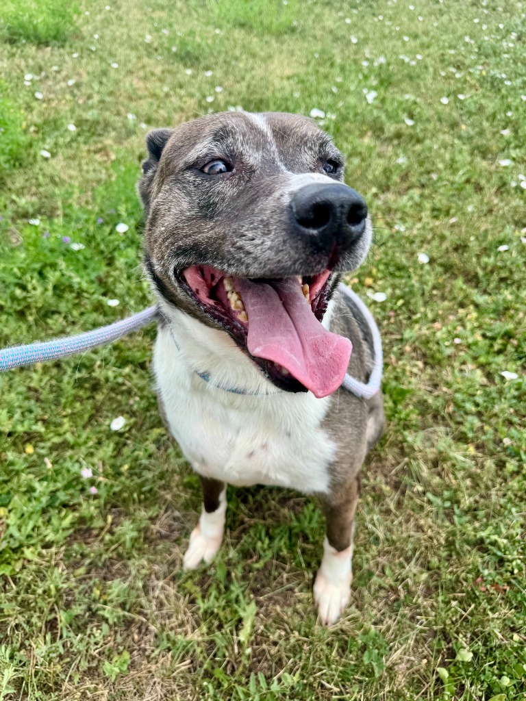 Luna, an adoptable Catahoula Leopard Dog, Mixed Breed in Gillette, WY, 82716 | Photo Image 2
