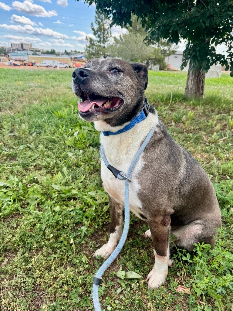 Luna, an adoptable Catahoula Leopard Dog, Mixed Breed in Gillette, WY, 82716 | Photo Image 3