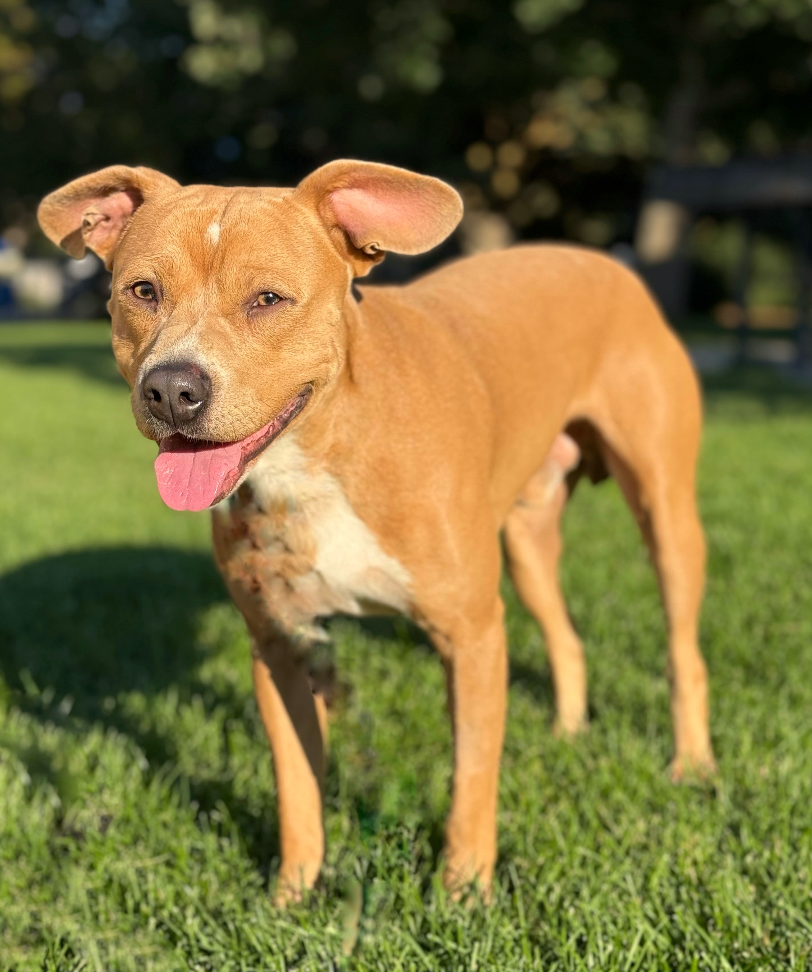 Banks, an adoptable Labrador Retriever, Staffordshire Bull Terrier in Twin Falls, ID, 83301 | Photo Image 2