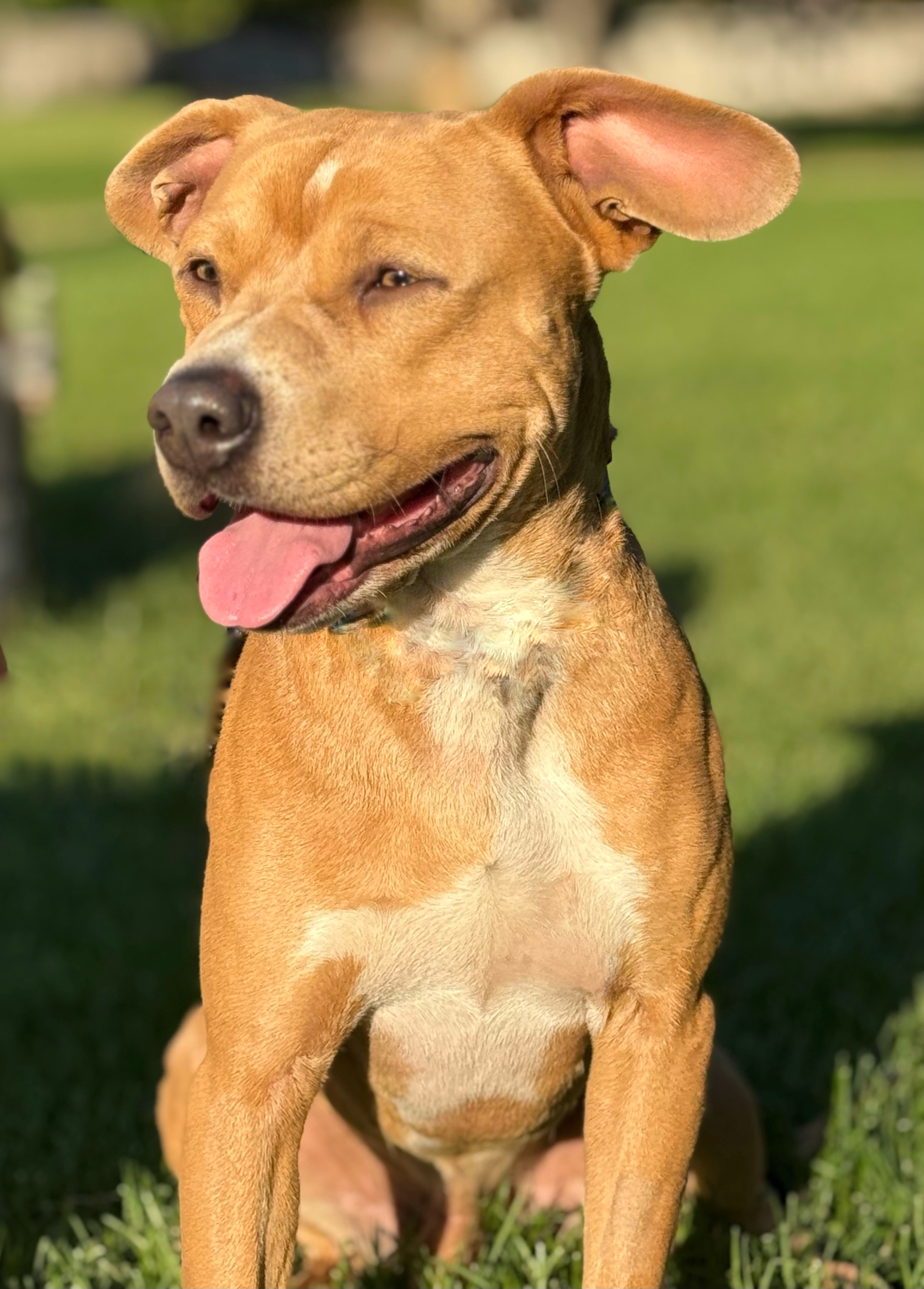 Banks, an adoptable Labrador Retriever, Staffordshire Bull Terrier in Twin Falls, ID, 83301 | Photo Image 3